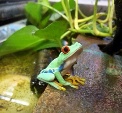 Красноглазая квакша S (Agalychnis callidryas)